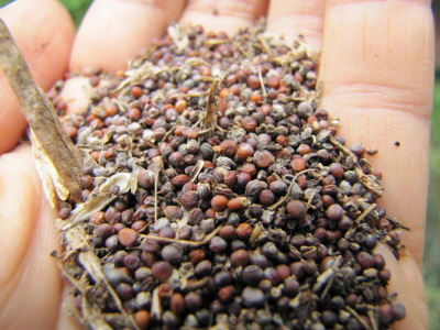 Brassica rapa seeds