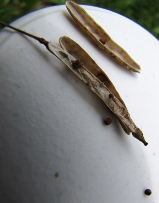 Brassica seeds