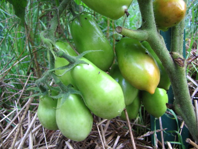 Ripening roma