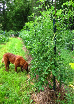 Tomato alley