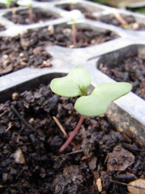 Broccoli seedling