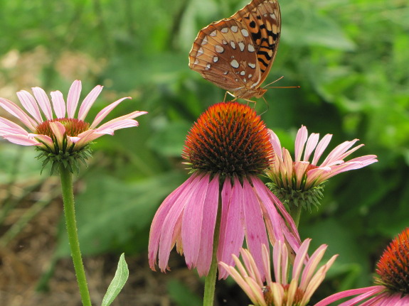Butterfy on echinacea