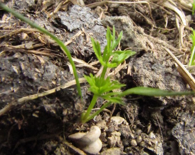 Carrot seedling