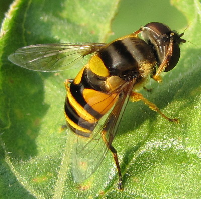 Hoverfly