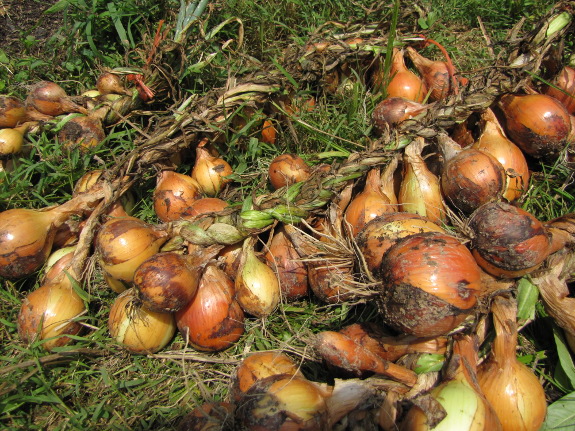 Braided onions