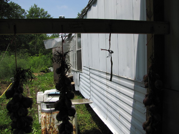 Braided onions drying