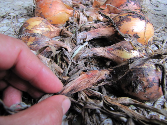 Braiding onions