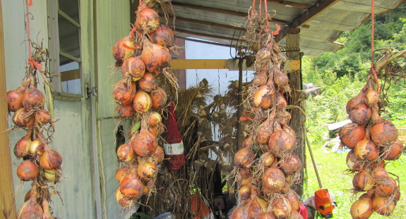 Curing onions