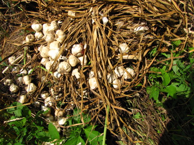 Garlic on the compost pile