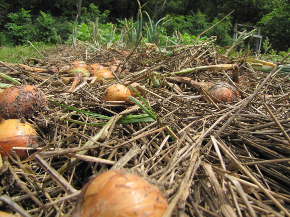 Harvest onions