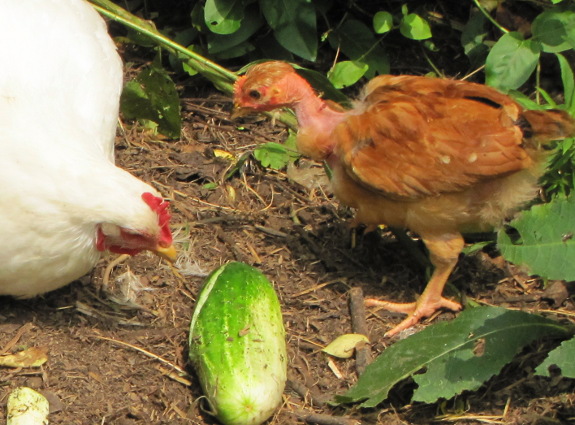 Chickens eating cucumber