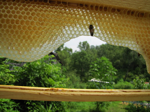 Drawing comb on a foundationless frame