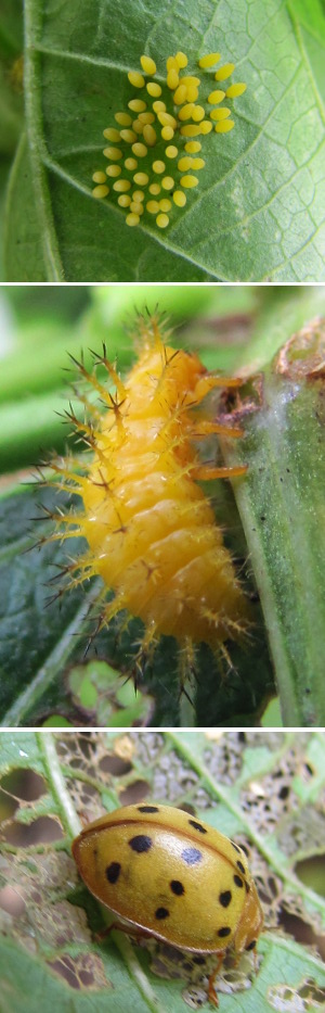 Mexican bean beetle