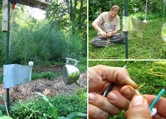 tea kettle deer deterrent saves the garden during height of 2011 growing season