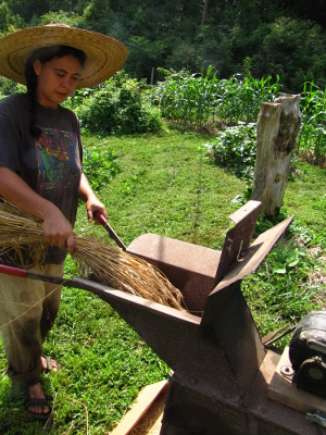 Threshing wheat