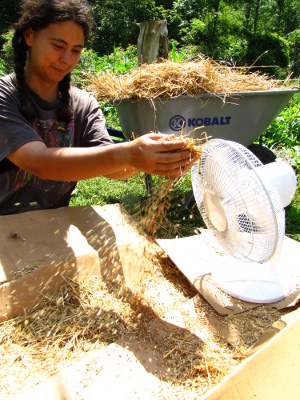 Winnowing wheat