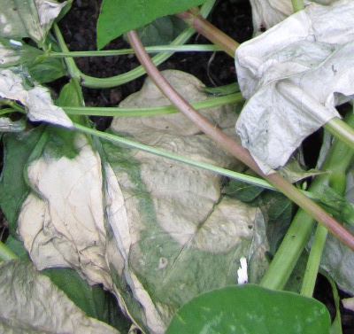 Cover crop residue