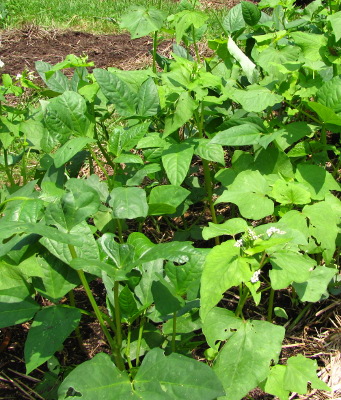 Cowpea and buckwheat cover crop