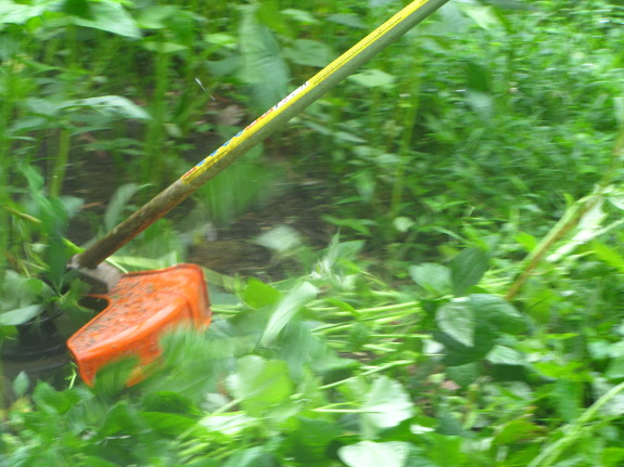 Cutting cover crop