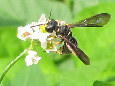 Wild bee on buckwheat