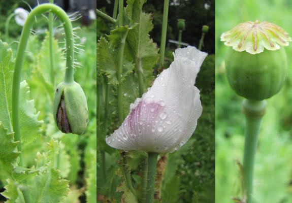 Breadseed poppy flowers