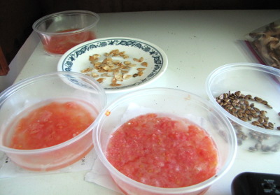 Ferment tomato seeds