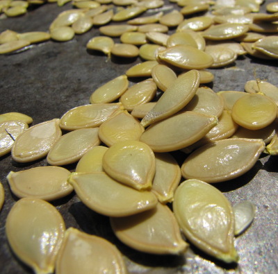 Squash seeds