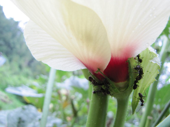 Ants on okra