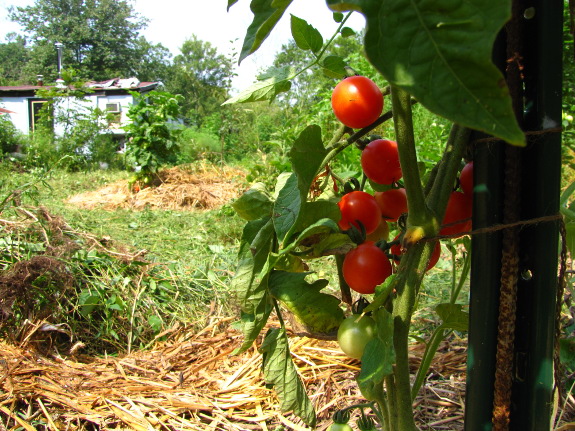 Tomatoes in a forest garden