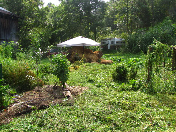 Forest garden in summer