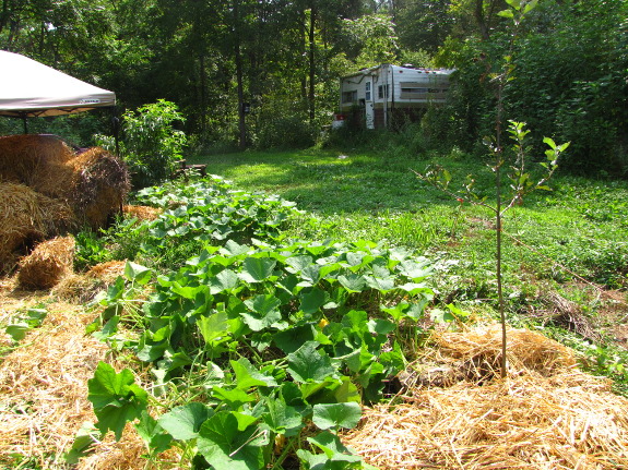 Squash in forest garden