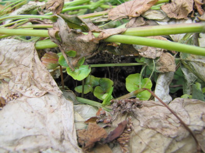 Buckwheat seedlings