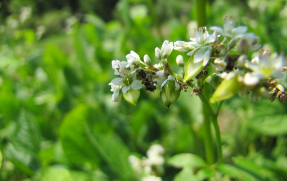 Young buckwheat fruit