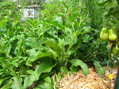 Comfrey in the forest garden