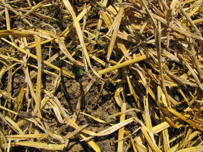 Light straw mulch