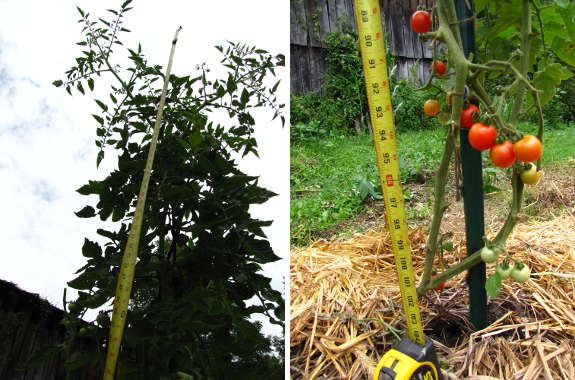 Measure tomato