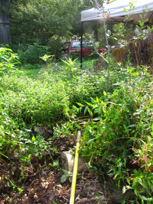 Mint in the forest garden