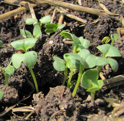 Oilseed radish seedlings