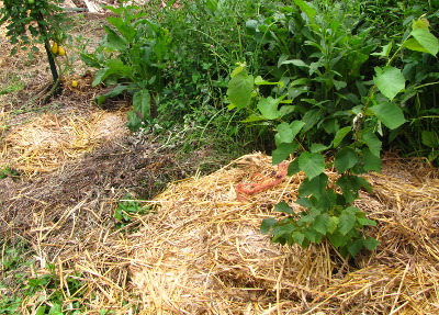 Planting on mounds