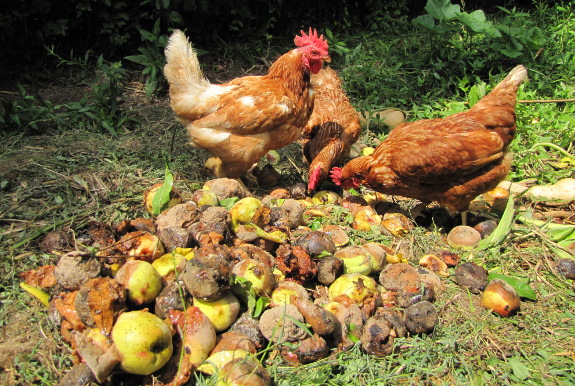 Chickens eating peaches