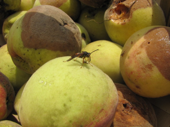 Brown rot on peaches