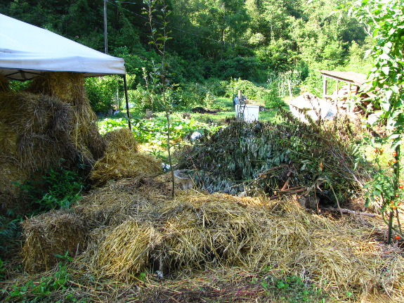 Brush pile