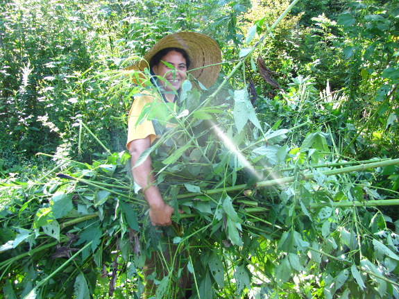 Bundle of ragweed