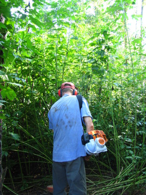 Cutting ragweed