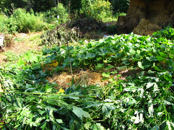 Weed kill mulch