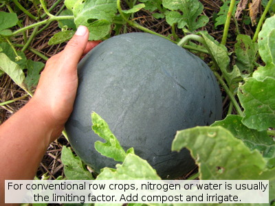For conventional row crops, water or nitrogen is usually the limiting factor. Add compost and irrigate.