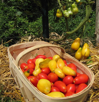 Harvesting tomatoes