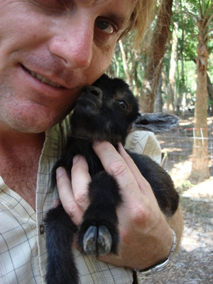 Baby Nigerian dwarf goat