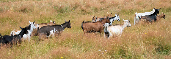 Dwarf goats on pasture