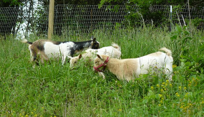 Pastured goats